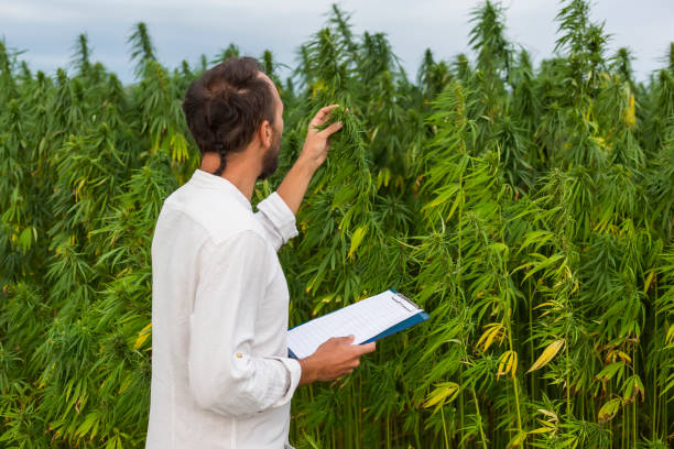 Cannabinoid Chronicles: Medical Cannabis in the Spotlight